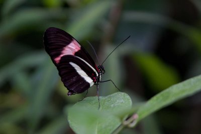 Butterfly-1 *.jpg
