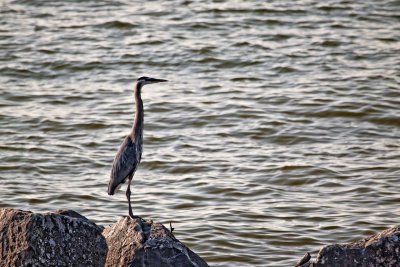 Heron on the Rocks-2 *.jpg