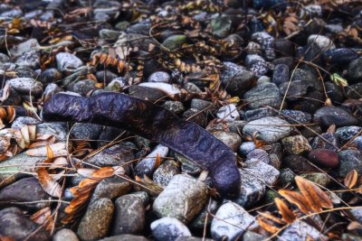 Fall Seed Pod *.jpg