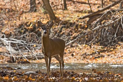 Lil Buck *.jpg