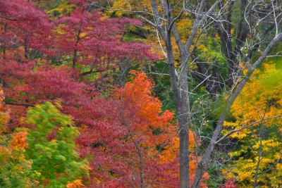 Colorful Trees *.jpg