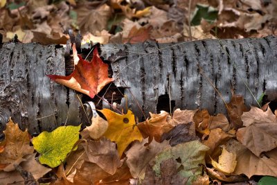 Birch Bark *.jpg