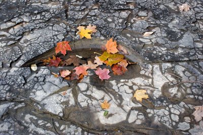 Leaves on Shale *.jpg