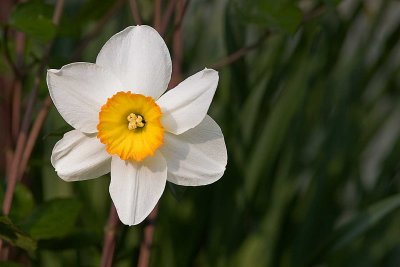 Daffodil *.jpg