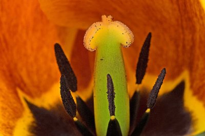 Pollen Stems *.jpg