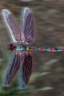 Anna's Dragonfly *.jpg