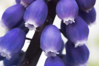 Purple Hyacinths *.jpg
