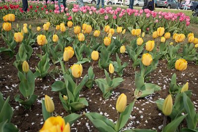 Tulips