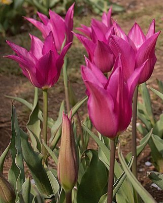 Tulips