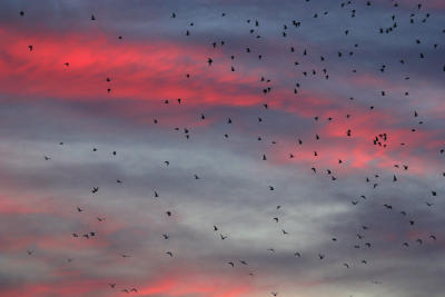Birds at dawn