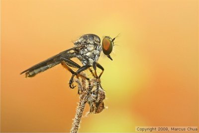 Robberfly