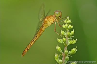 dsc_0005_std.jpg