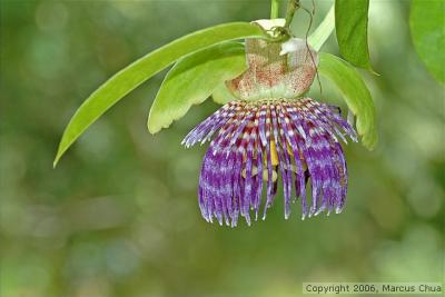 Purple flower