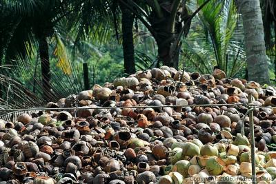Coconut hill