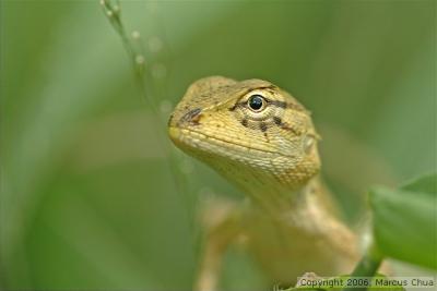 Lizard