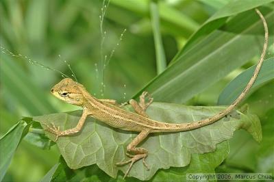 Lizard