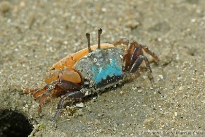 Crab at Chek Jawa