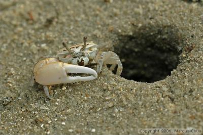 Crab at Chek Jawa