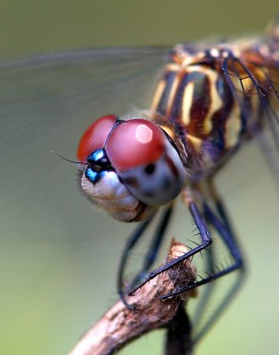 Dragonfly22x28_01.JPG