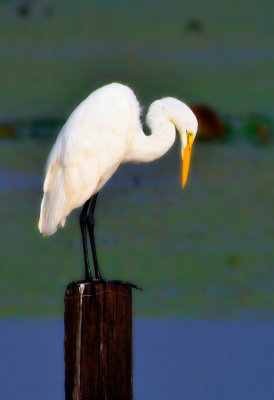 EgretLookingDown19x13.JPG