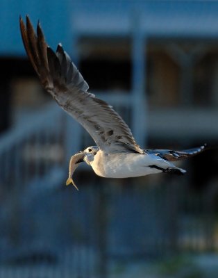 GULL22X28.jpg