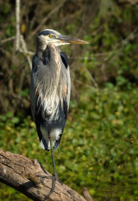 GreatBlueHeron13x19.JPG