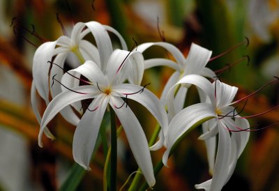 spiderlilly b&w.jpg