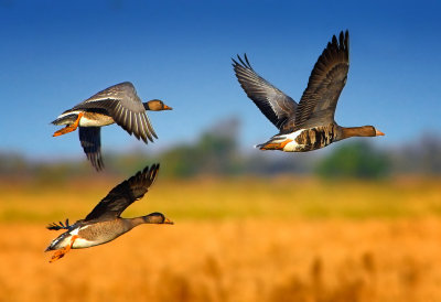 3 geese 19x13.JPG