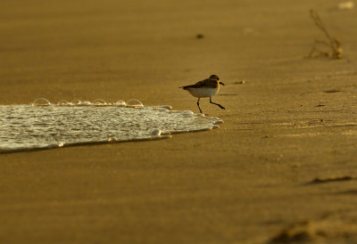 ShoreBird19x13.JPG