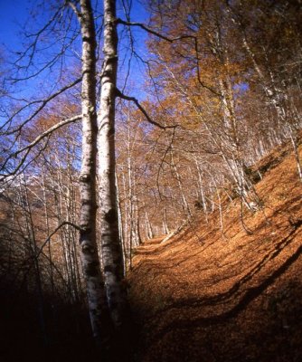 sentier en sous bois