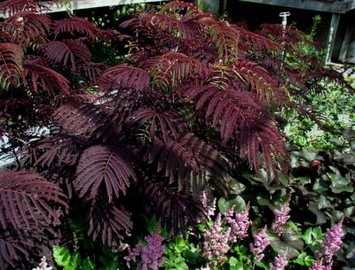 Summer - Albizia 'Summer Chocolate'