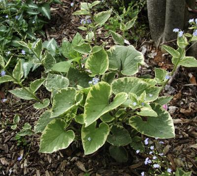 Brunnera macrophylla 'Hadspen Cream' PPAF