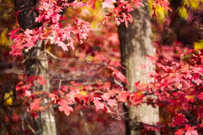 color of fall