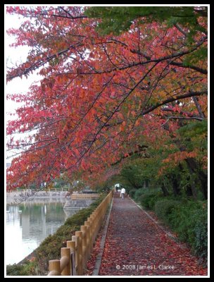 Under a Red Canopy