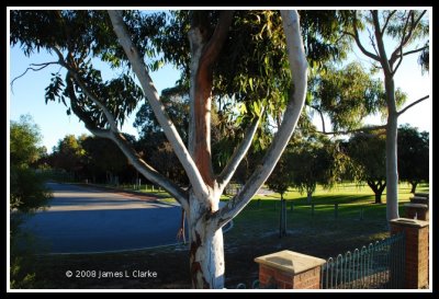 Ghostly Gums