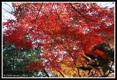 An Explosion of Red