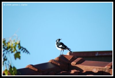 Butcher Bird on a Roof