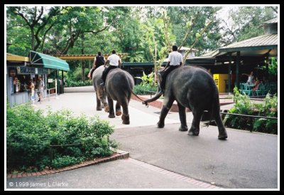Elephant Train