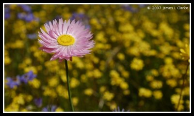 Pink in a field of Yellow