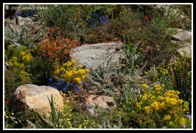 Rocks and Flowers