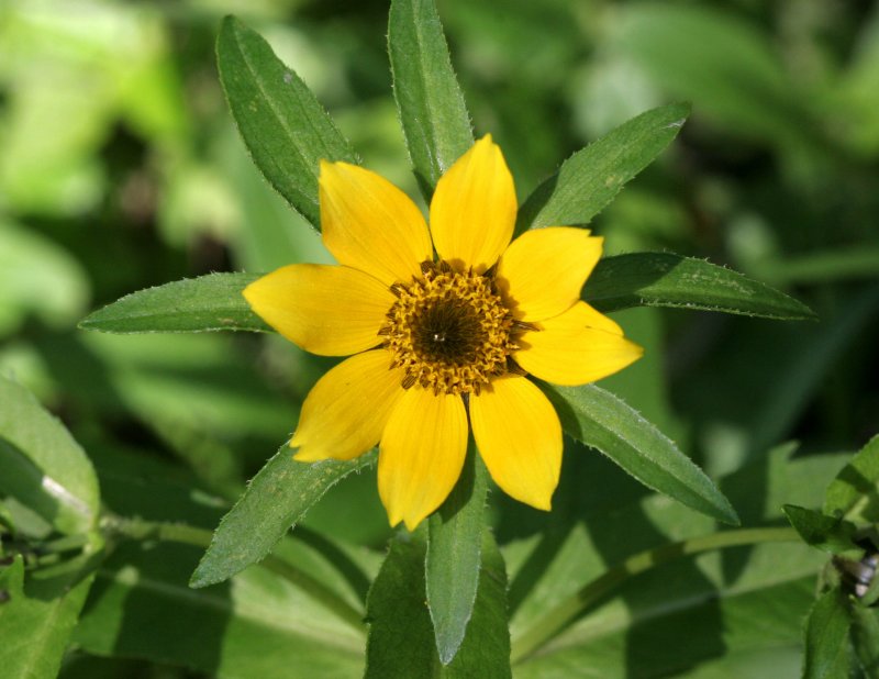 Bur-marigold (Bidens cernua)