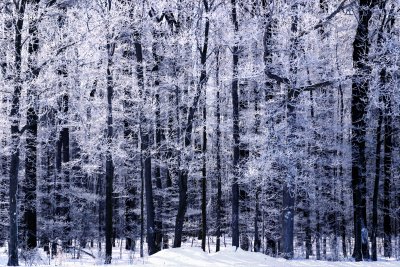 Ice covered forest
