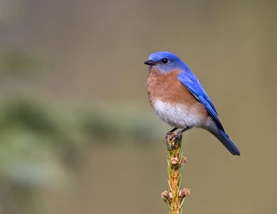 Eastern Bluebird, male