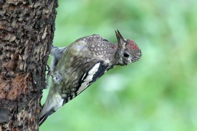 Yellow-bellied Sapsucker (juvenile)