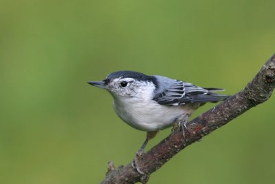 White-breasted Nutchatch