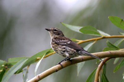 Yellow-rumped Warbler (juvenile)