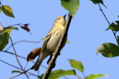 Blackpoll Warbler