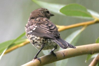 Yellow-rumped Warbler (juvenile)