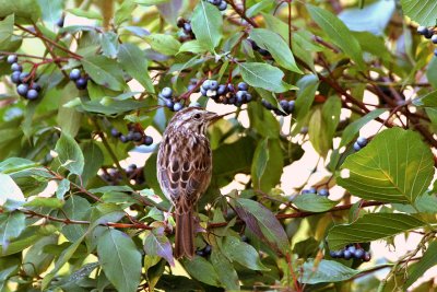 Song Sparrow and Silky Dogwood