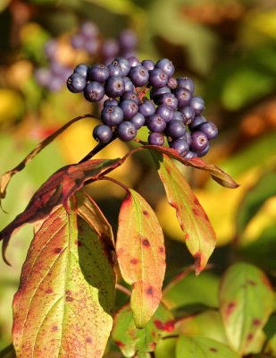 Silky Dogwood